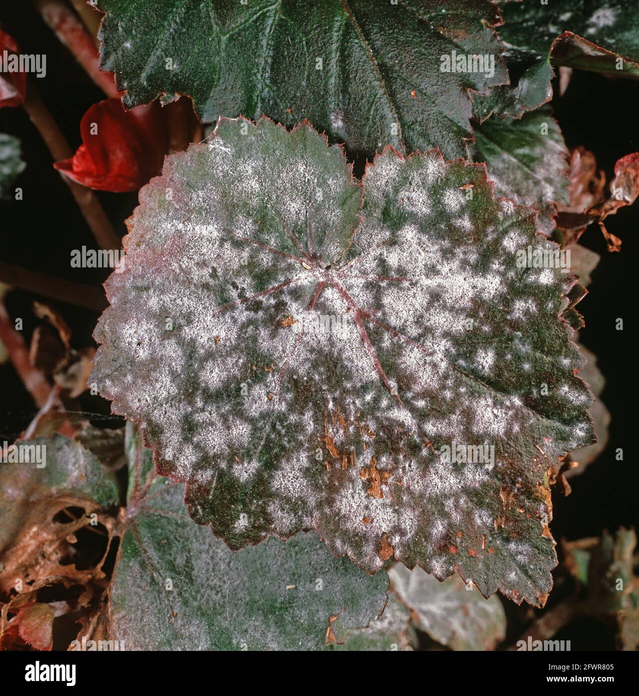 Le mildiou poudreux (Microsphaera begoniae) sur les feuilles de Begonia x tuberhybrida Banque D'Images