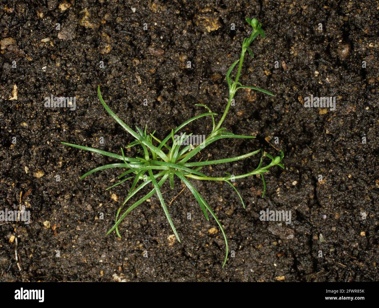 Procoumbent, matte, perlé ou mossy perlier (Sagina procumbens) jeune plante sur fond de sol Banque D'Images