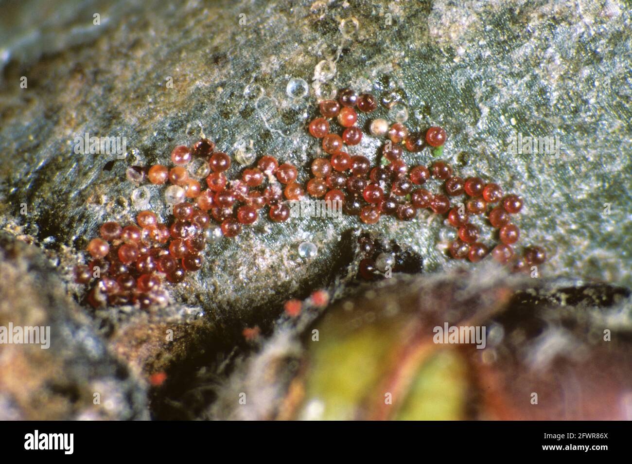 Photomicrographie des oeufs hivernant de l'acarien d'araignée rouge d'arbre fruitier (Panonychus ulmi) sur le bois de pomme Banque D'Images