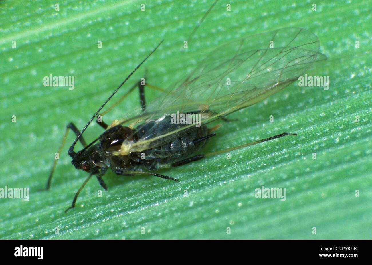 Puceron de grain (Sitobion avenae) insecte adulte ailé et mangé sur une feuille d'orge Banque D'Images
