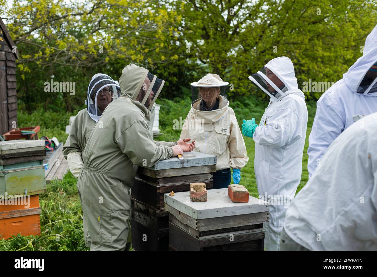 Apiculteurs inspectant une ruche, regardant un cadre de couvain, séance d'apiculture, apiculteurs mâles et femelles en costume d'abeille, Banque D'Images