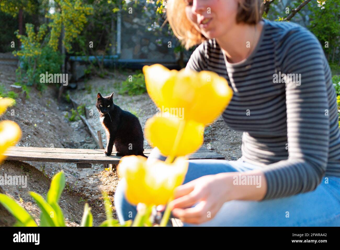 Brouillée blanche blonde femme souriante assise et coupant des tulipes jaunes dans le jardin. En arrière-plan, un jardin et un chat noir. Banque D'Images