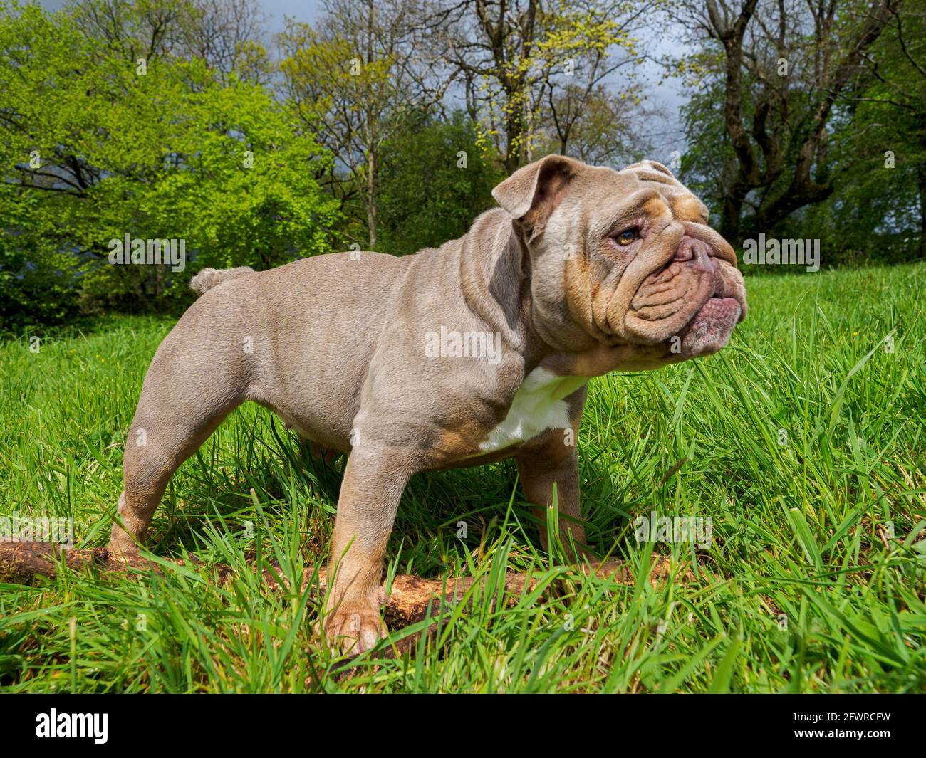 Bulldog britannique, Royaume-Uni Banque D'Images