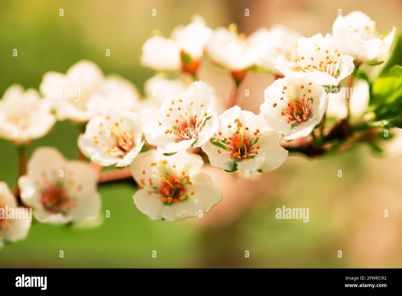 Macro photographie de belles fleurs blanches qui brille dans la lumière du soleil dans l'arbre floraison pendant le printemps, mai, backgroung blured, Banque D'Images