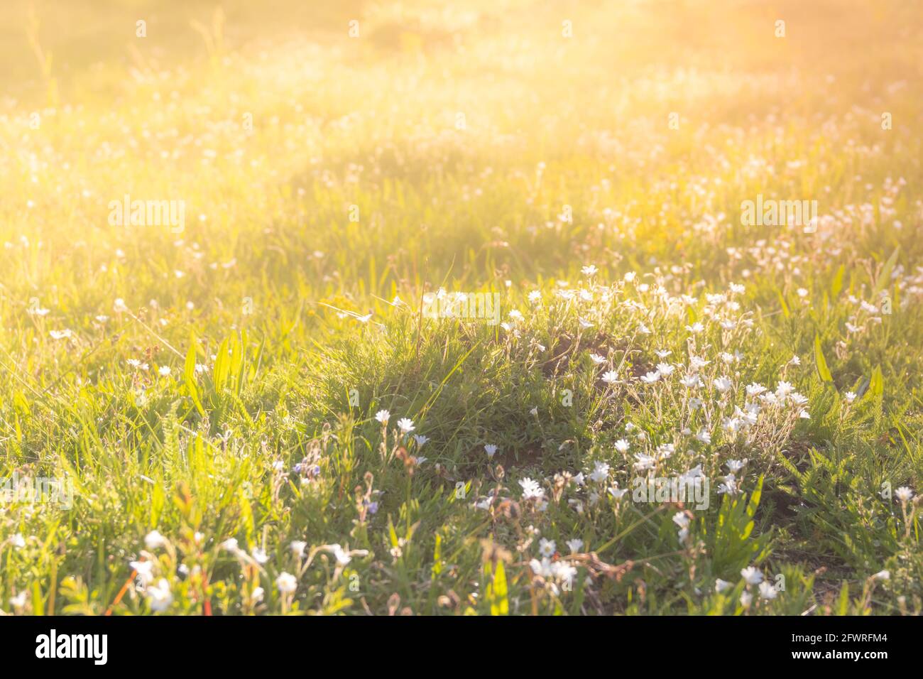 Prairie d'été, vert pelouse dans des rayons du soleil, de la nature, concept d'arrière-plan flou, tons pastel chaleureux. Banque D'Images