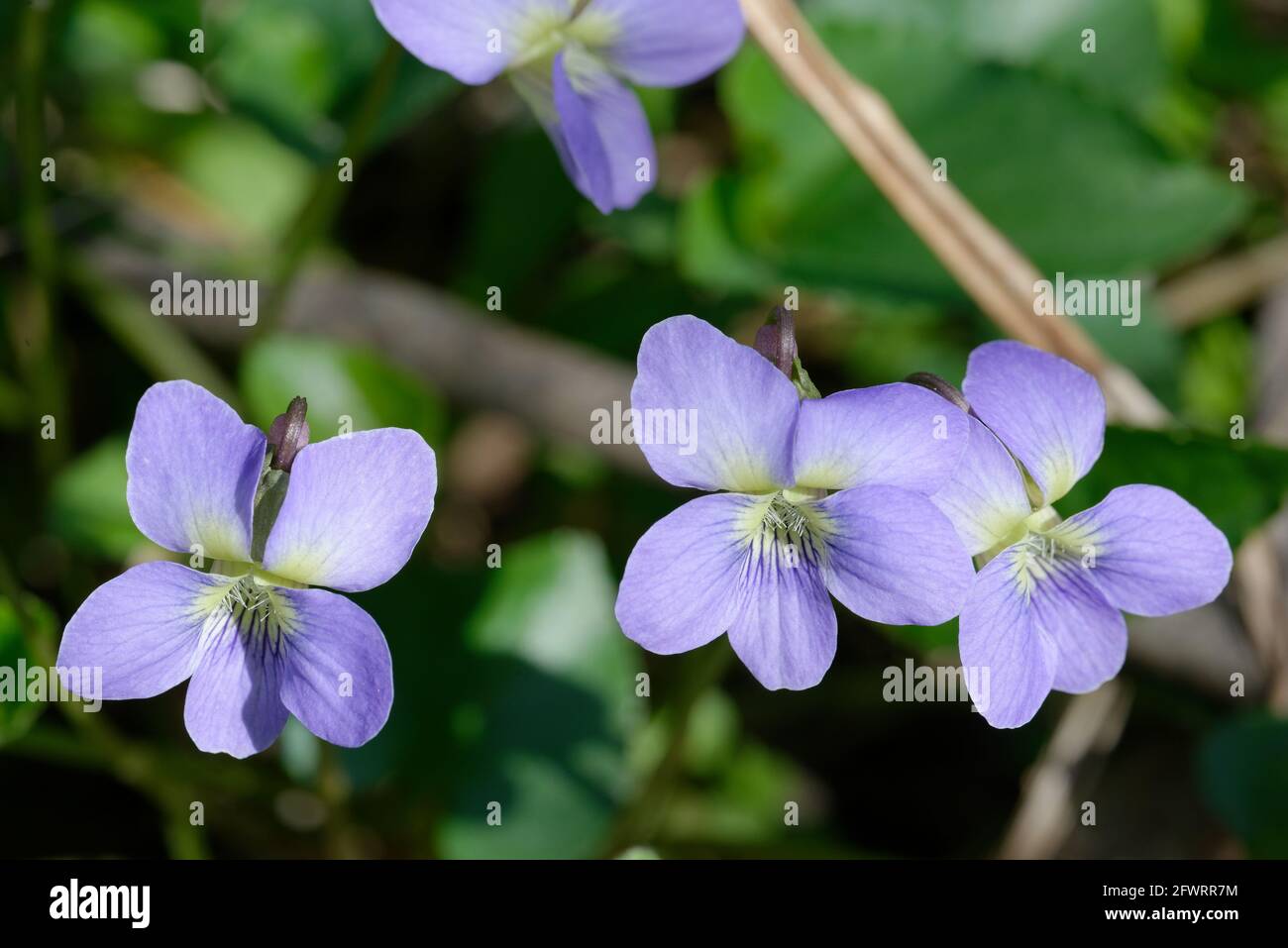 Viola sororia Banque D'Images