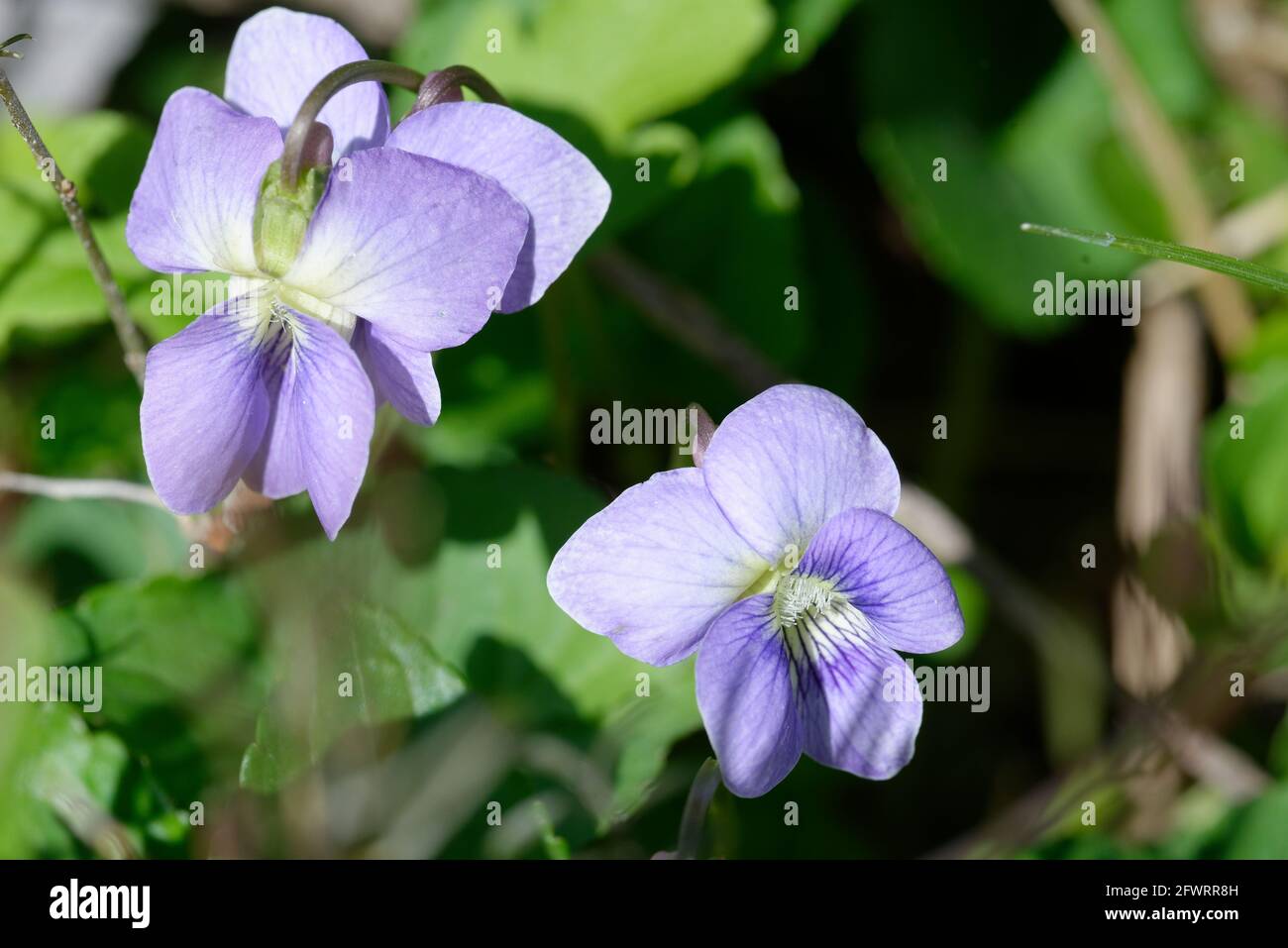 Viola sororia Banque D'Images