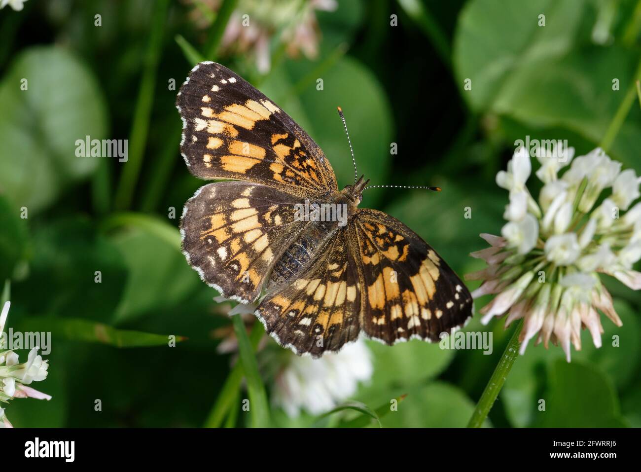Silvery Checkerspot Banque D'Images