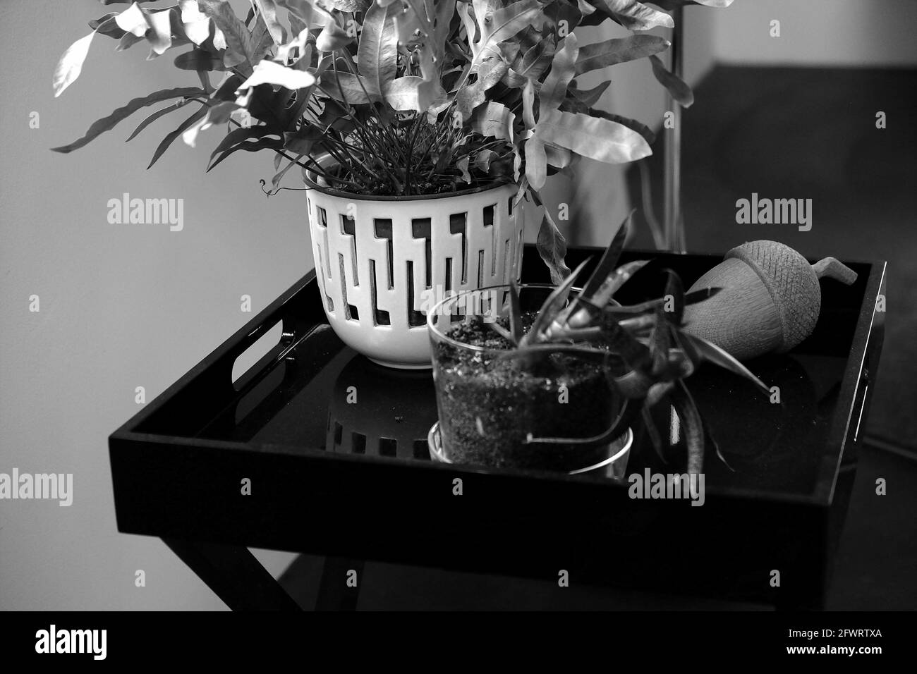 Prise de vue en niveaux de gris de plantes en pot à l'intérieur Banque D'Images