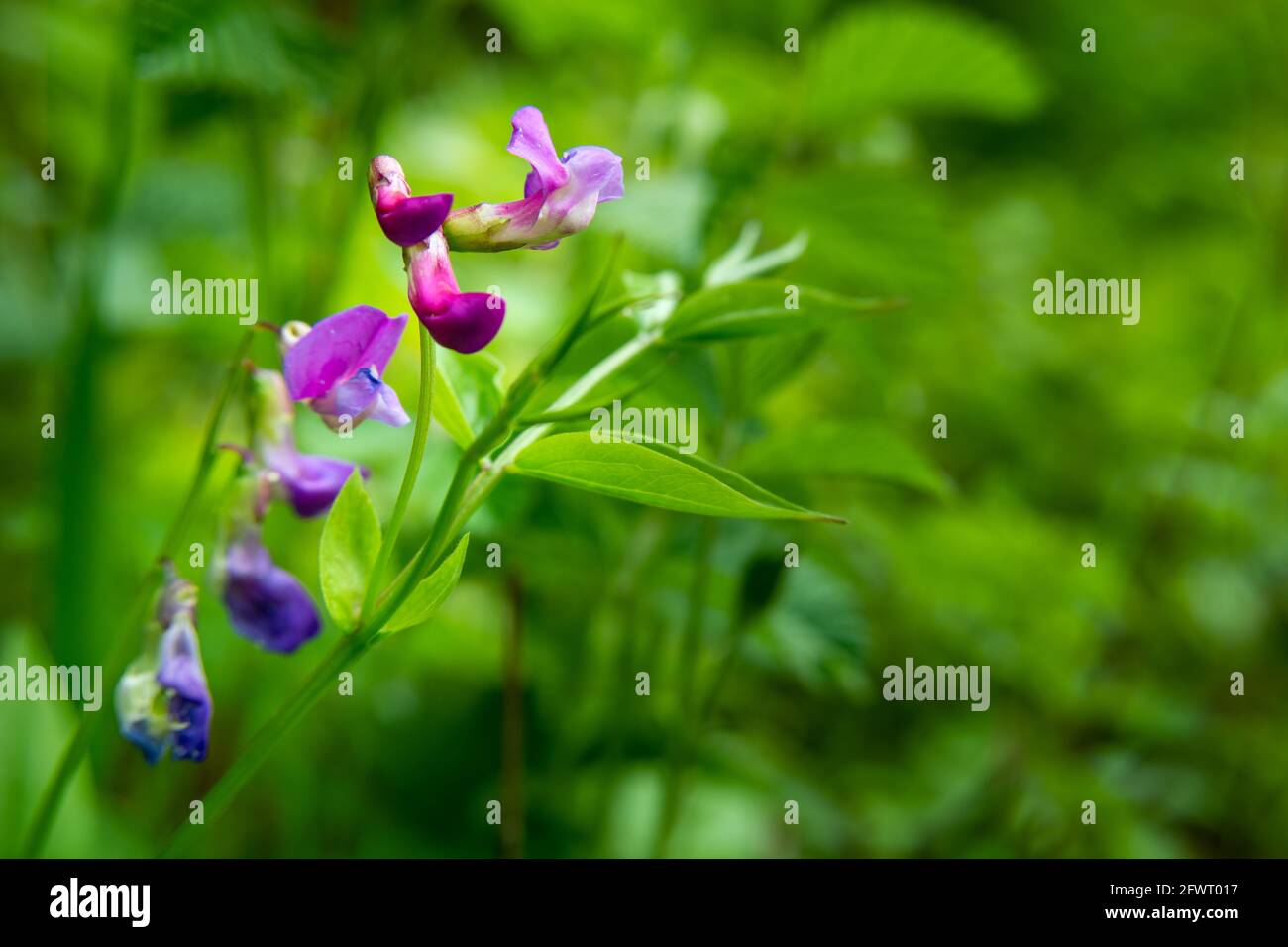 Fleur pourpre de forêt et feuillage vert, vue sur le printemps Banque D'Images