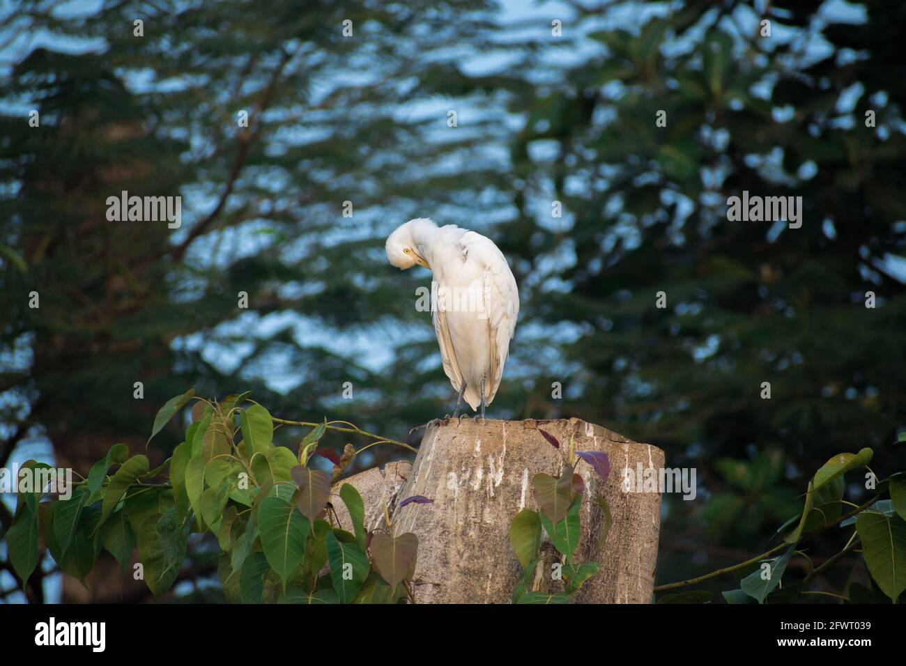 grue blanche oiseau debout sur l'arbre.tête vers le bas et dormir Photo  Stock - Alamy