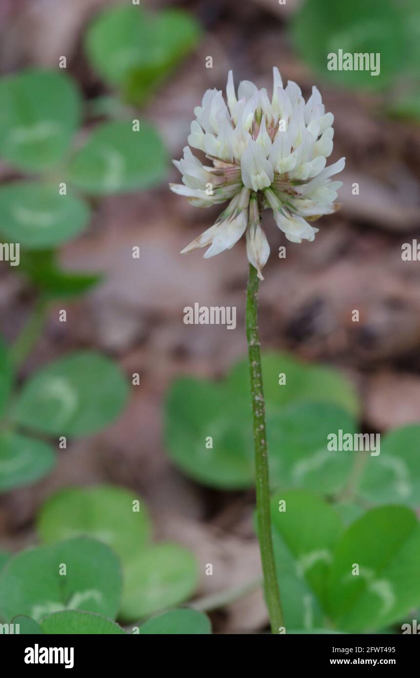 Le trèfle blanc, Trifolium repens Banque D'Images