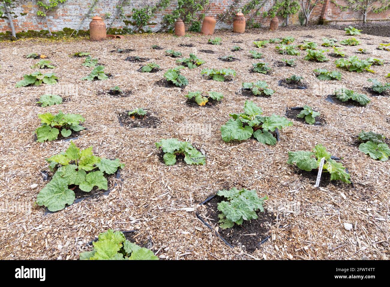 Rhubarb en croissance - Rhubarb 'Sockbridge Arrow' en croissance dans un lotissement - un cultivar moderne, Royaume-Uni Banque D'Images