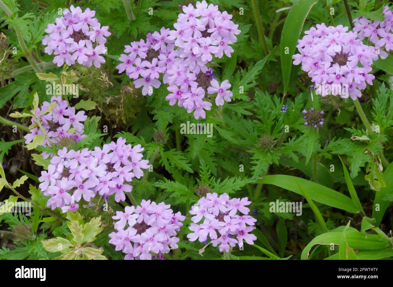 Rose Mock Verbain, Glandularia canadensis Banque D'Images