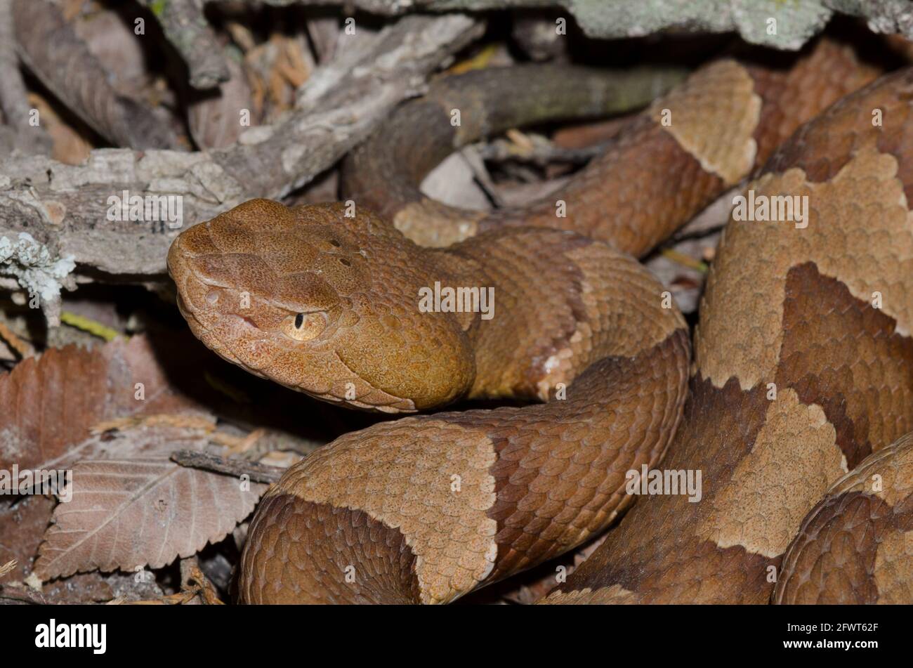 Tête de copperhead à large bande, Agkistrodon laticinctus Banque D'Images Tête de copperhead à large bande, Agkistrodon laticinctus Banque D'Images