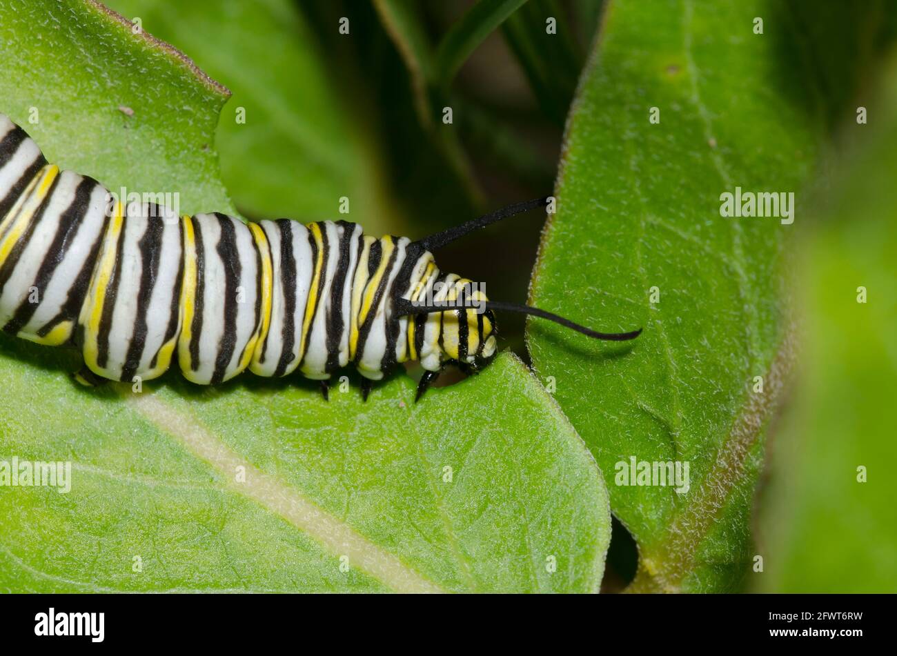 Monarque, Danaus plexippus, larve se nourrissant de lamped vert, Asclepias viridis Banque D'Images