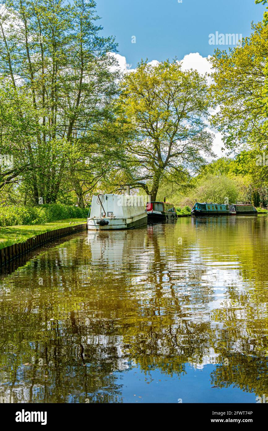 The River Wey, avec des bateaux étroits traditionnels amarrés lors d'une journée de printemps/été encore ensoleillée en amont de l'écluse de Papercourt Ripley Surrey, Royaume-Uni Banque D'Images