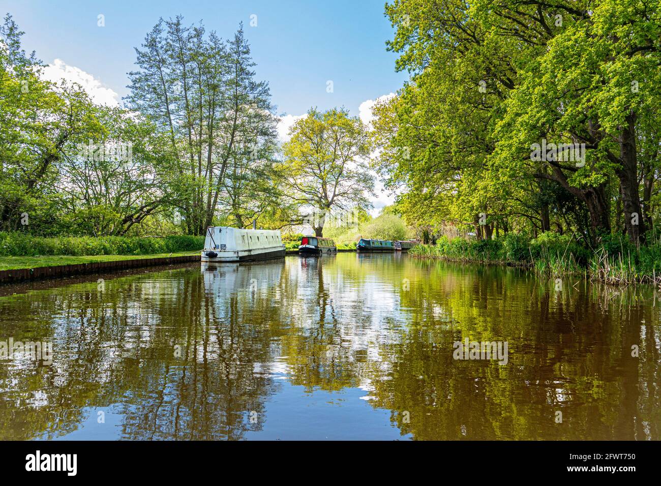 The River Wey, avec des bateaux étroits traditionnels amarrés lors d'une journée de printemps/été encore ensoleillée en amont de l'écluse de Papercourt Ripley Surrey, Royaume-Uni Banque D'Images