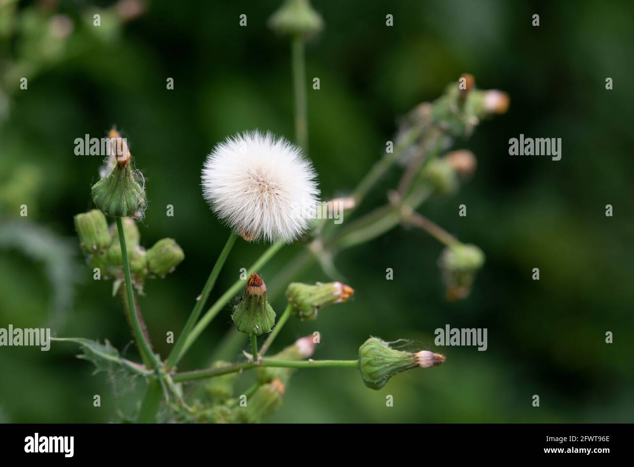 Sow épineux, tête à semence unique de Thistle Sonchus Asper Banque D'Images