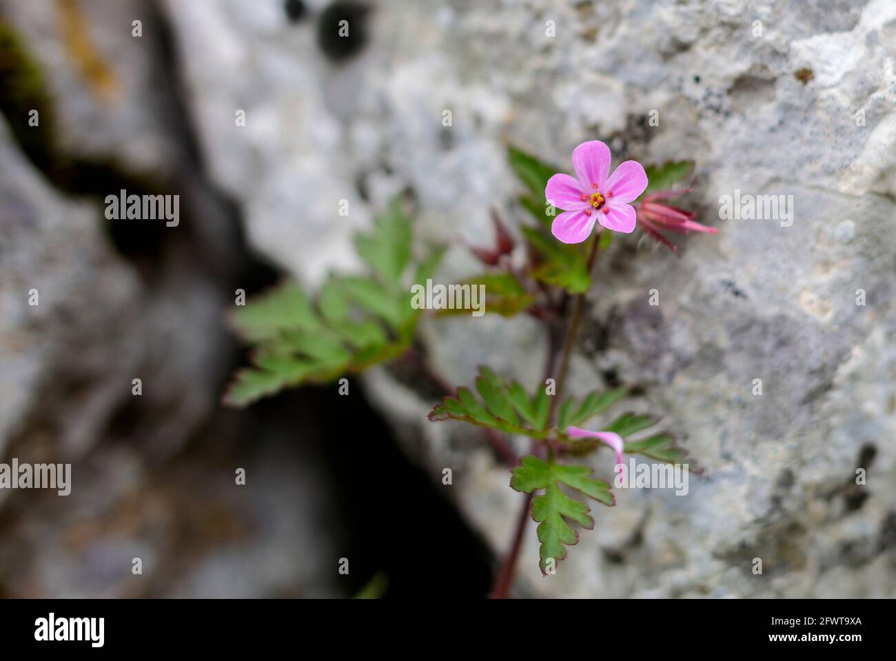Petite fleur de montagne rose Banque D'Images
