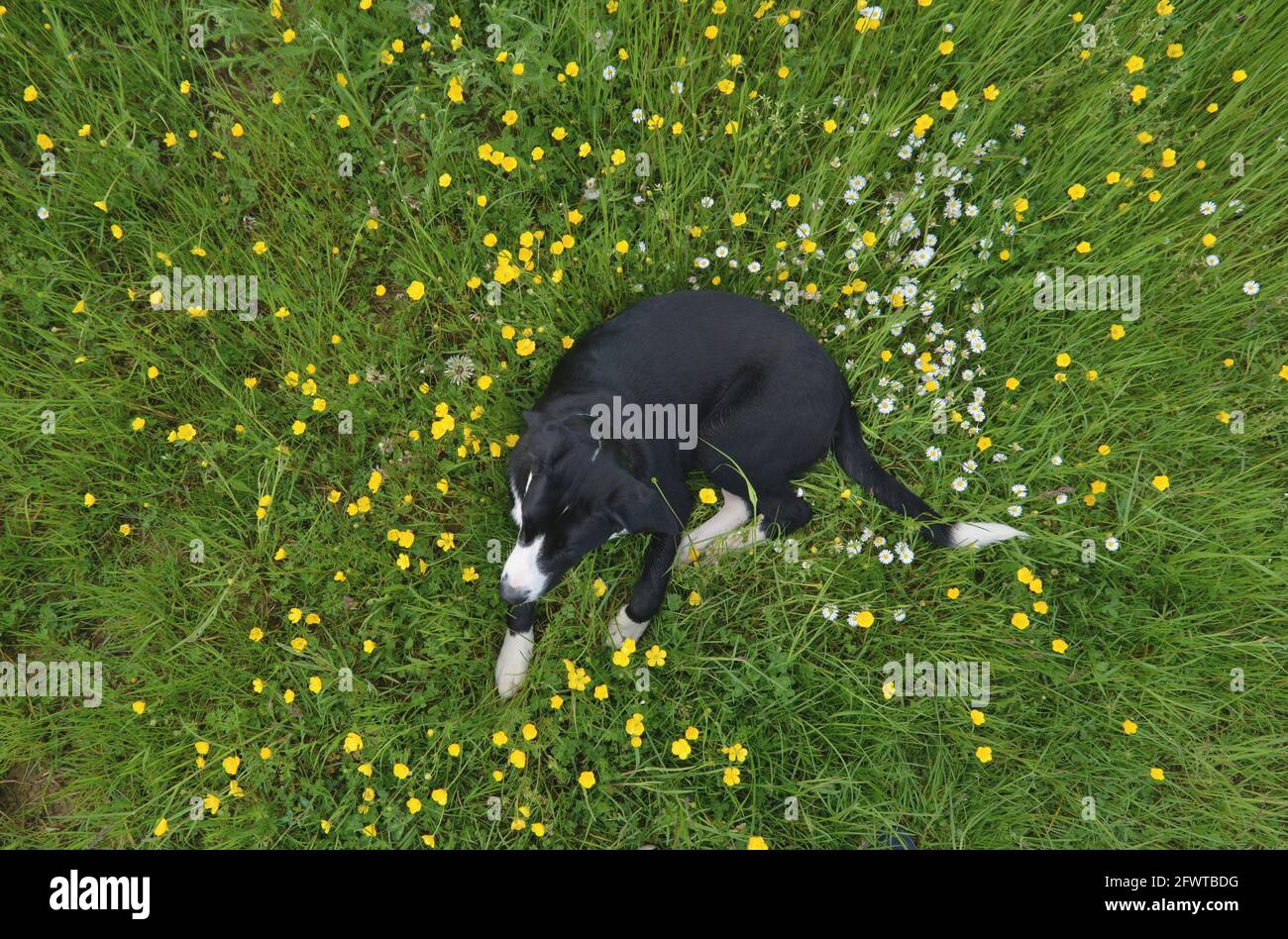 Petits pains dans la prairie Banque D'Images