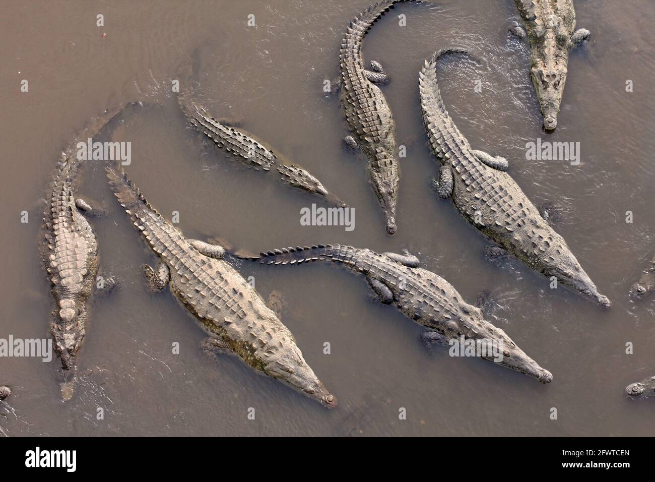 Sur l'autoroute entre San Jose et la côte Pacifique au Costa Rica, il y a un pont appelé Crocodile Bridge ou Puenta de Cocodrilos. Sous le pont Banque D'Images