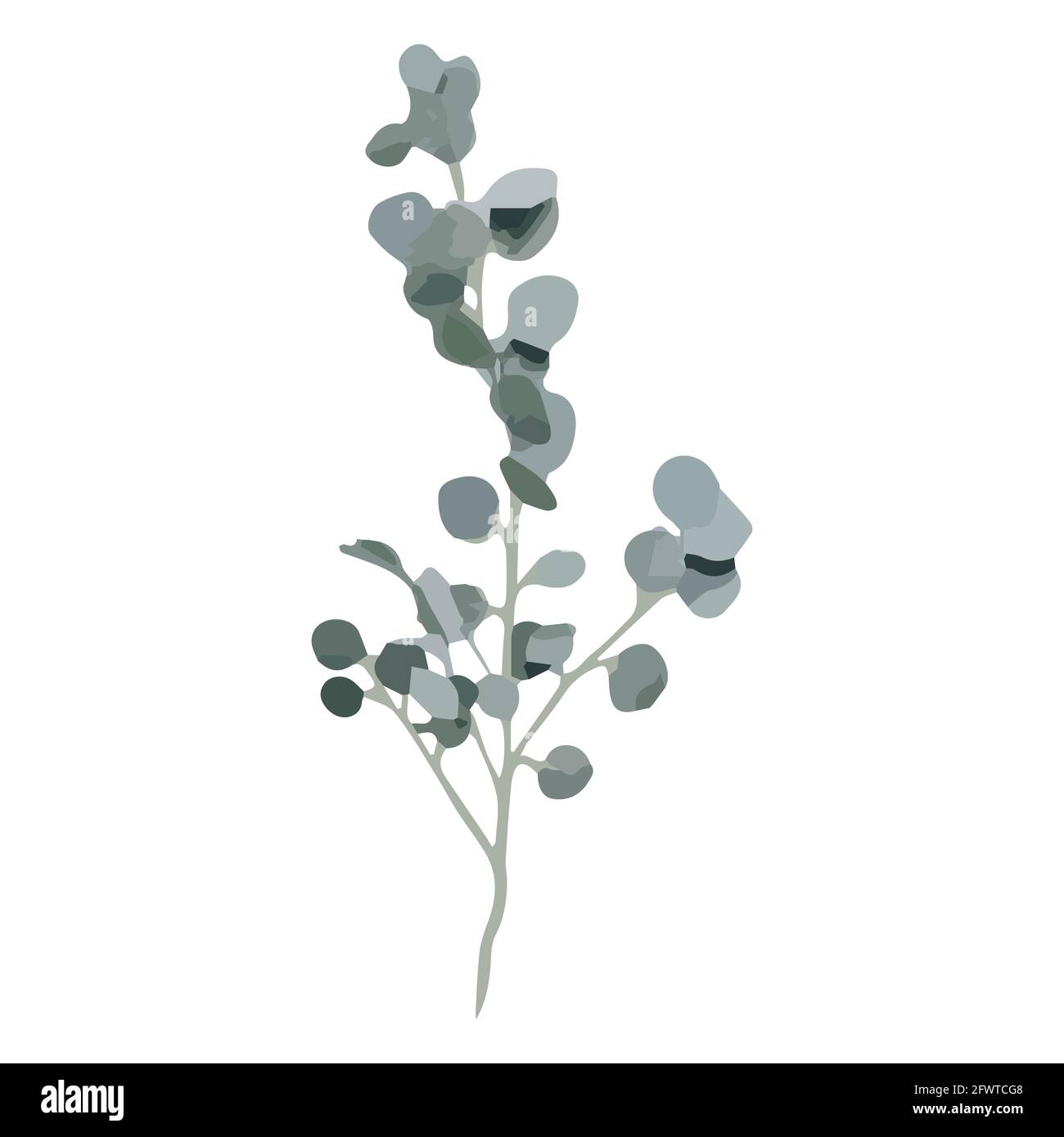 L'eucalyptus argent dollar arbre laisse des branches naturelles avec des feuilles vertes motif tropical, style aquarelle. Décoration vectorielle mignon élégant Illustration de Vecteur