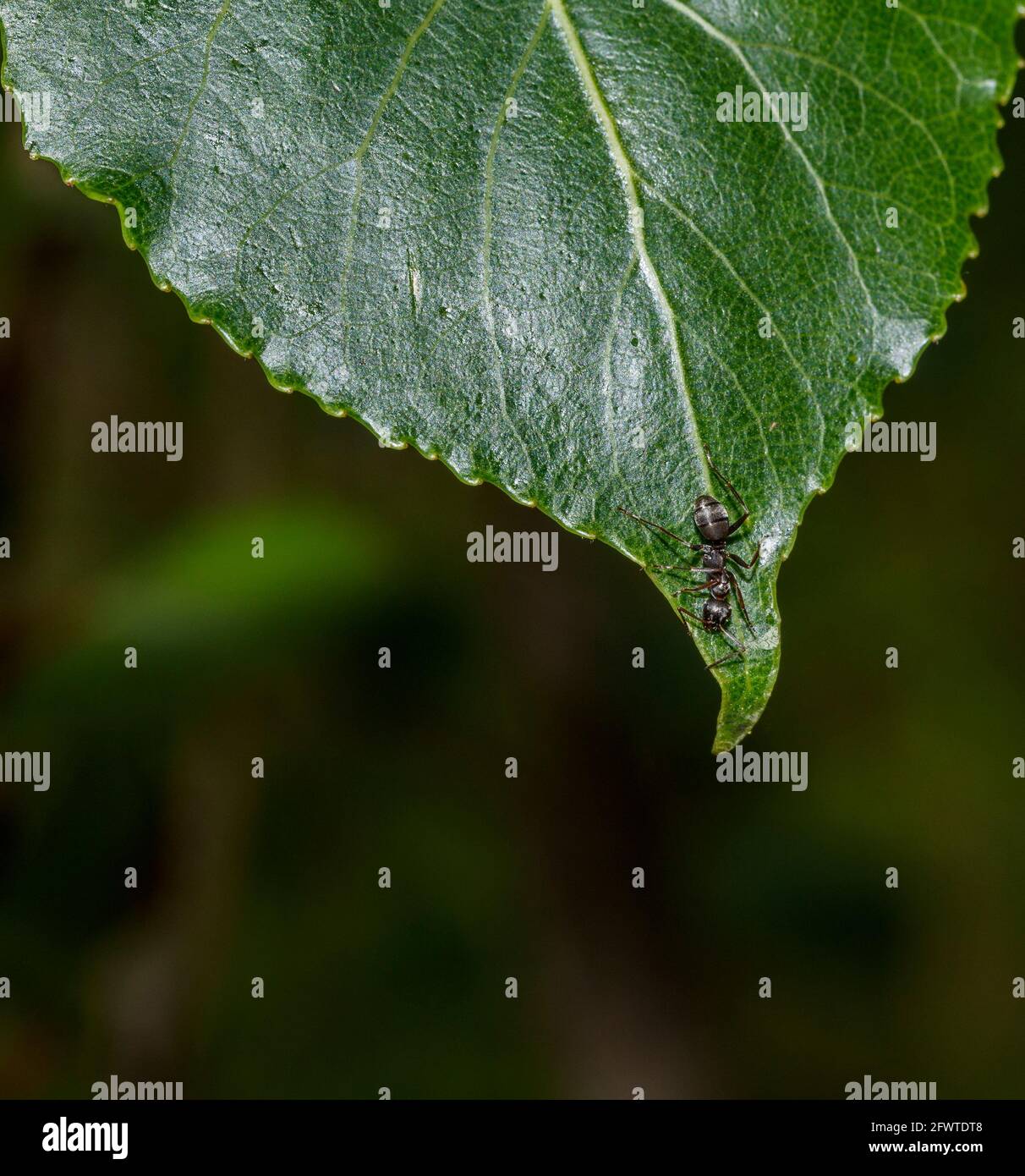 Macro d’une fourmi Banque D'Images