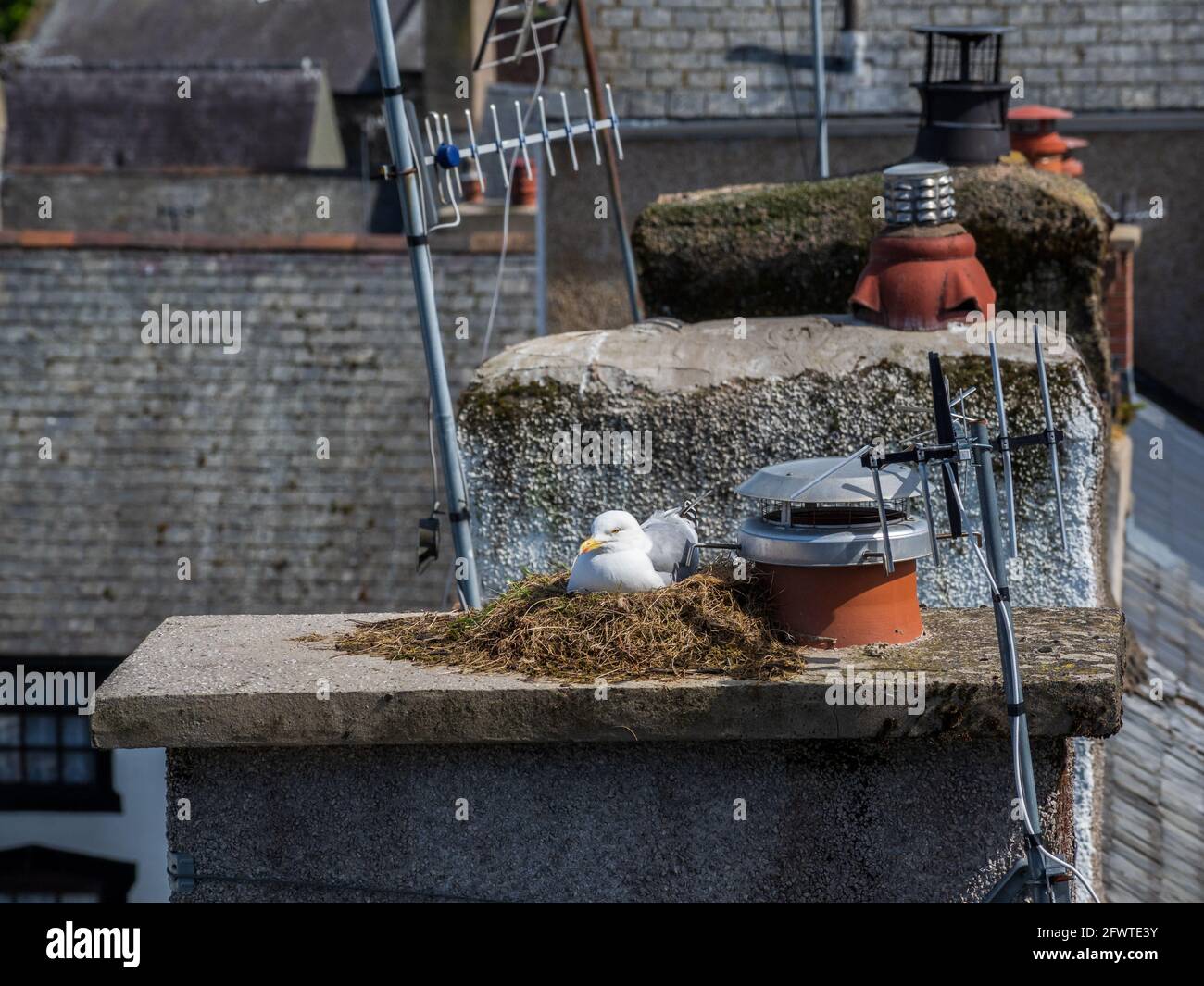 Mouette nichant sur des pots de cheminée sur le toit d'un Maison Royaume-Uni Banque D'Images