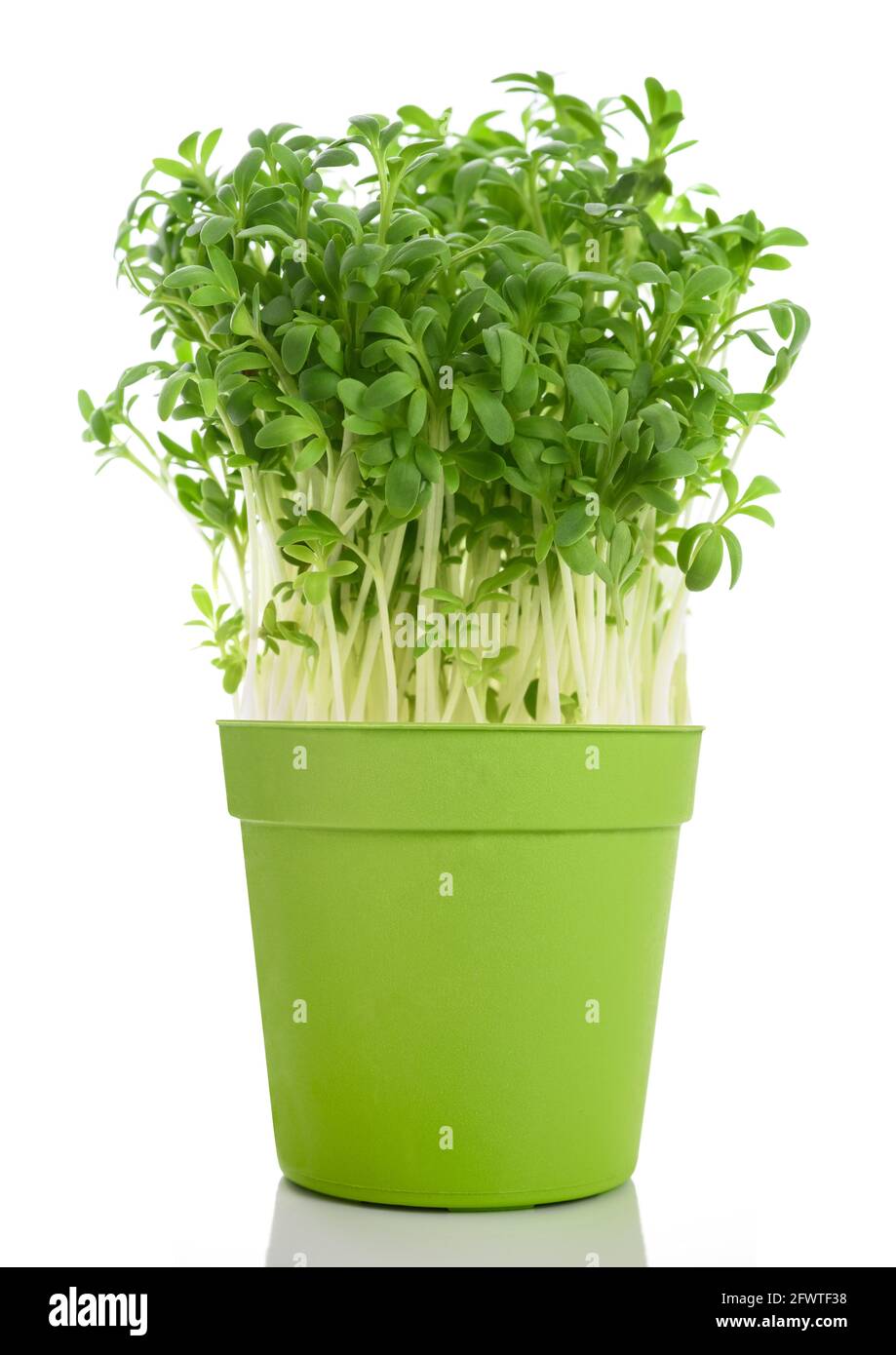 Cresson (Lepidium sativum) dans un vase isolé sur blanc Banque D'Images