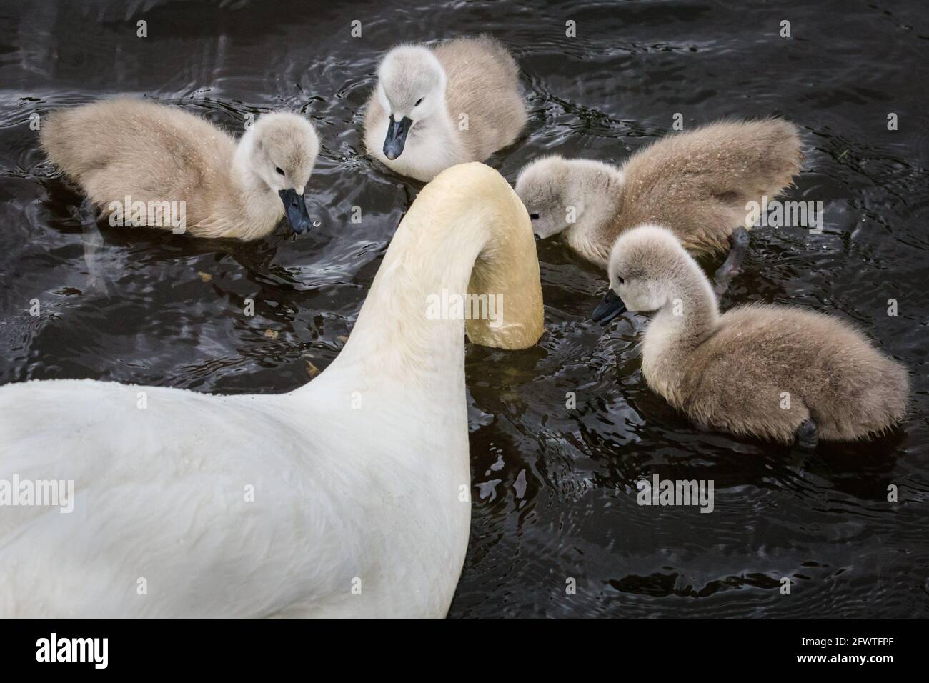 Lac Haltern, NRW, Allemagne. 24 mai 2021. Quatre des cygnets regardent attentivement maman à la recherche de nourriture avec sa tête sous l'eau. Une famille de cygnes muets avec cinq cygnets duveteux d'une semaine s'aventurent sur le lac Haltern en dépit du temps pluvieux de vacances de banque allemande. Credit: Imagetraceur/Alamy Live News Banque D'Images