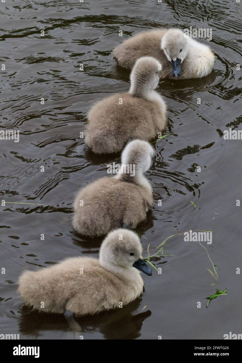 Lac Haltern, NRW, Allemagne. 24 mai 2021. Quatre des cygnets s'alignent. Une famille de cygnes muets avec cinq cygnets duveteux d'une semaine s'aventurent sur le lac Haltern en dépit du temps pluvieux de vacances de banque allemande. Credit: Imagetraceur/Alamy Live News Banque D'Images