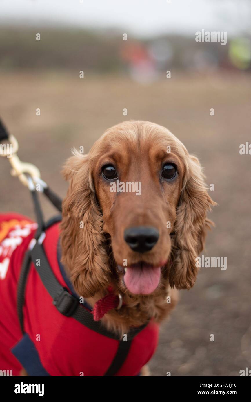 Cocker Spaniel est une race de chien de compagnie bien-aimée. Chien de taille moyenne avec de longues oreilles et une bonne disposition Banque D'Images