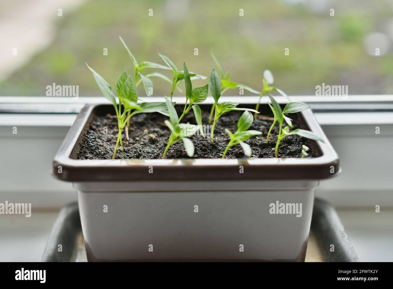 Faire pousser des poivrons doux sur une bordure de fenêtre Banque D'Images