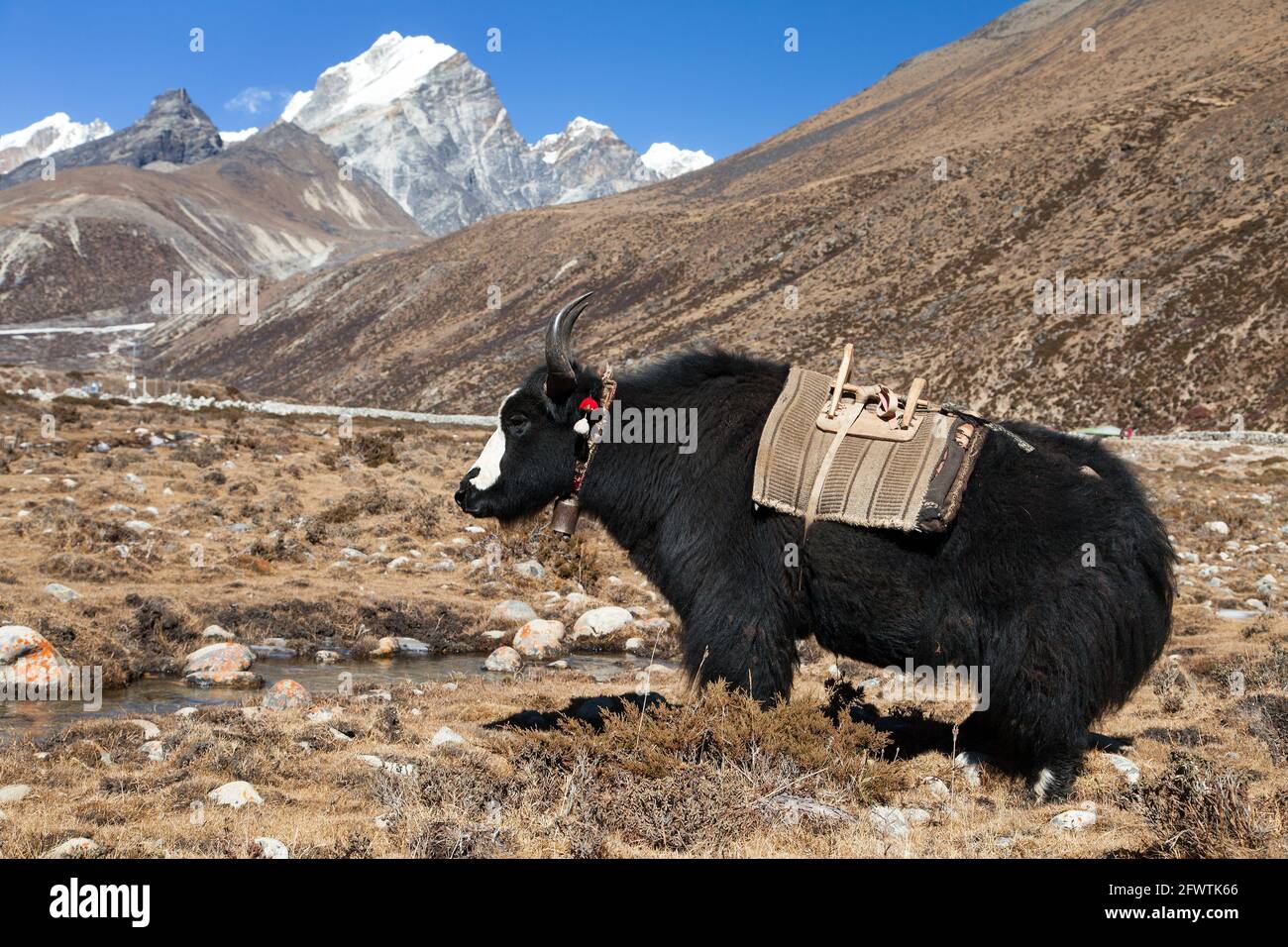 Black Yak, bos grunniens ou bos mutus sur le chemin du camp de base Everest - Népal Banque D'Images