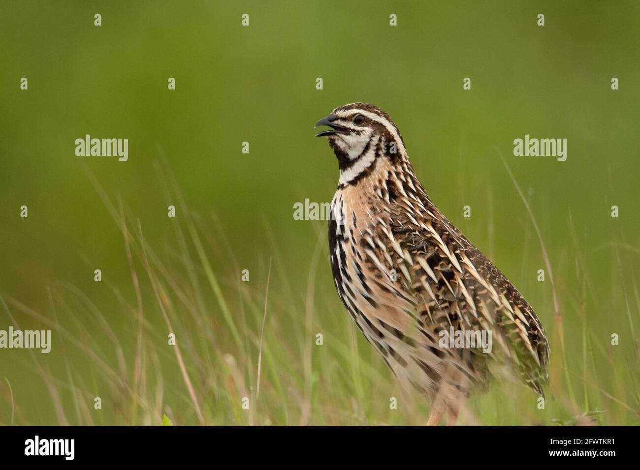Caille de pluie, Coturnix coromandelica, tiré pendant les moussons au milieu de l'herbe verte luxuriante, Pune, Inde Banque D'Images