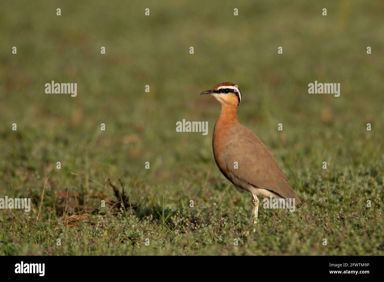 La coureuse de Jerdon, Rhinoptilus bitorquatus, un jour ensoleillé, Pune, Inde Banque D'Images