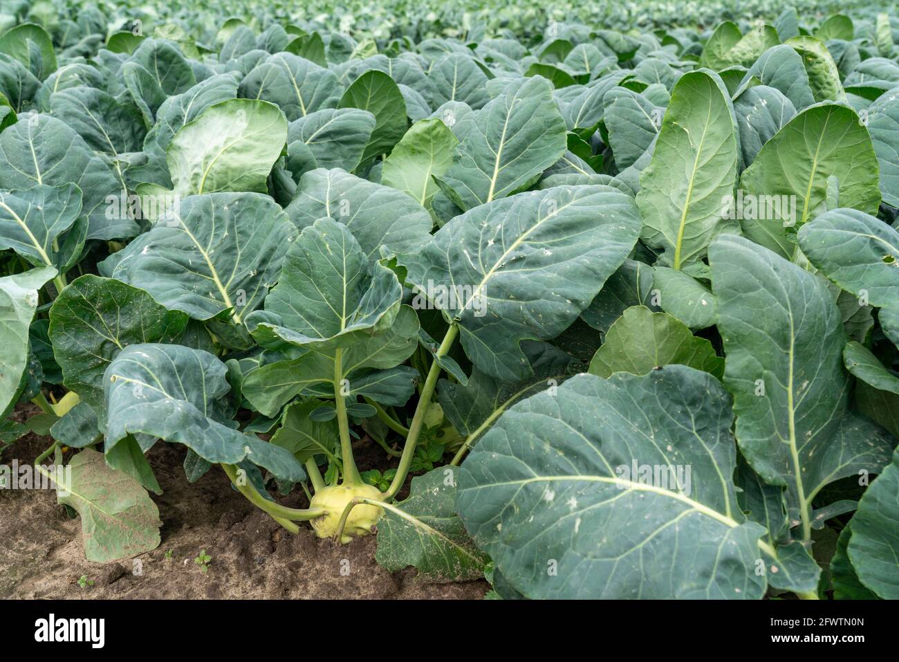 Champ avec des usines de kohlrabi, tubercules de kohlrabi, NRW, Allemagne, Banque D'Images