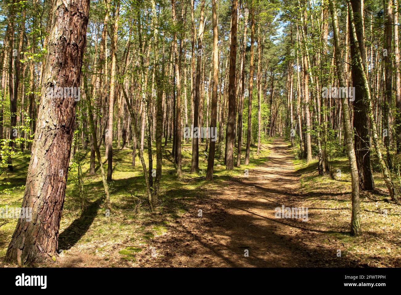 La photo du parc naturel de Kersko-Cory par la ville de Písty en République tchèque. Le beau bois de pin frais avec de la mousse sur le sol avec du sable Banque D'Images