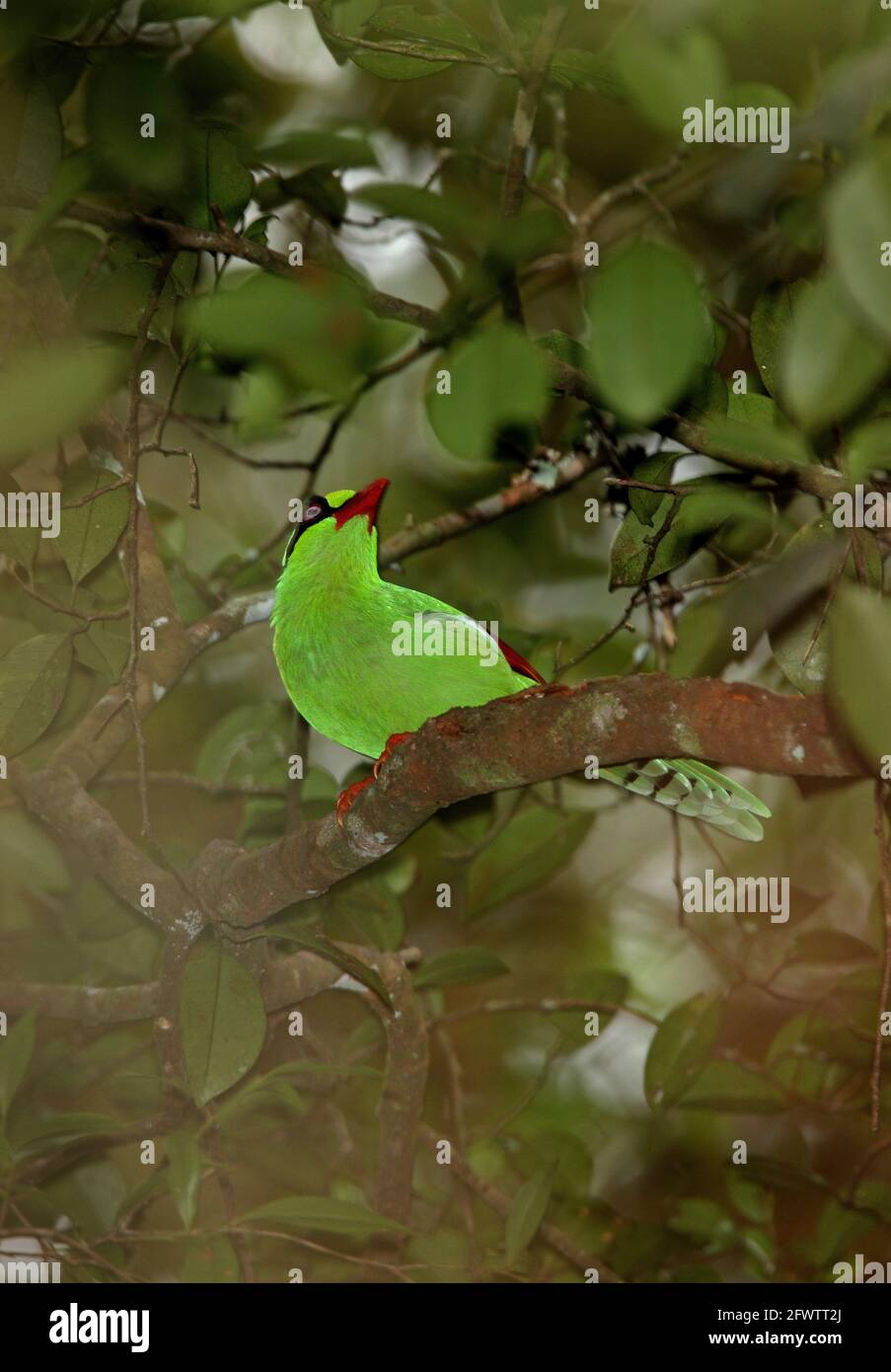 Bornean Green Magpie (Cissa jefferyi) adulte perchée sur branche (sous-espèce Bornean endémique) Kinabalu NP, Sabah, Bornéo Janvier Banque D'Images