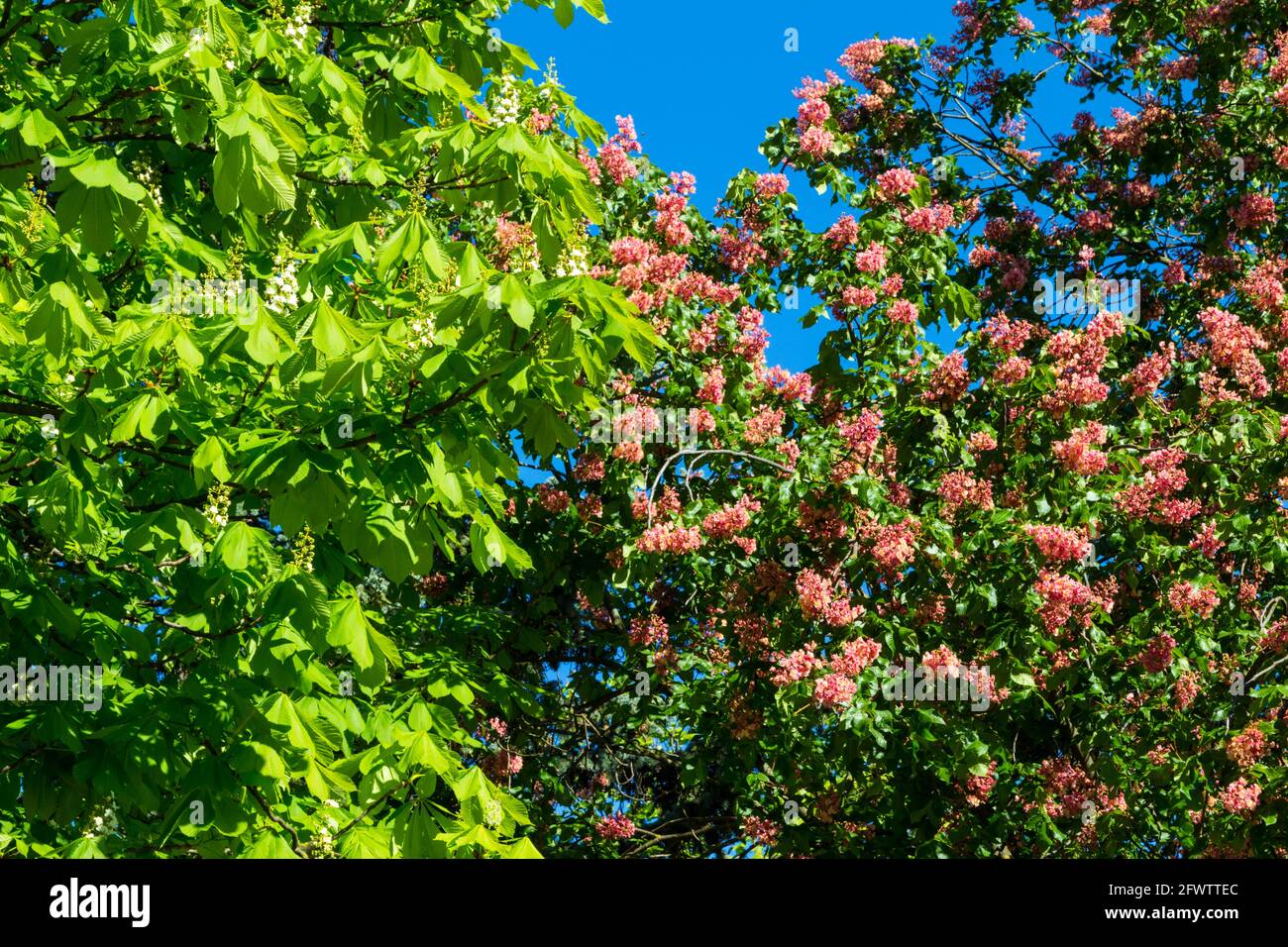 Le châtaigne de cheval (Aesculus hippocastanum) et le châtaigne de cheval rouge (Aesculus × carnea) fleurissent l'un à côté de l'autre au printemps, Sopron, Hongrie Banque D'Images