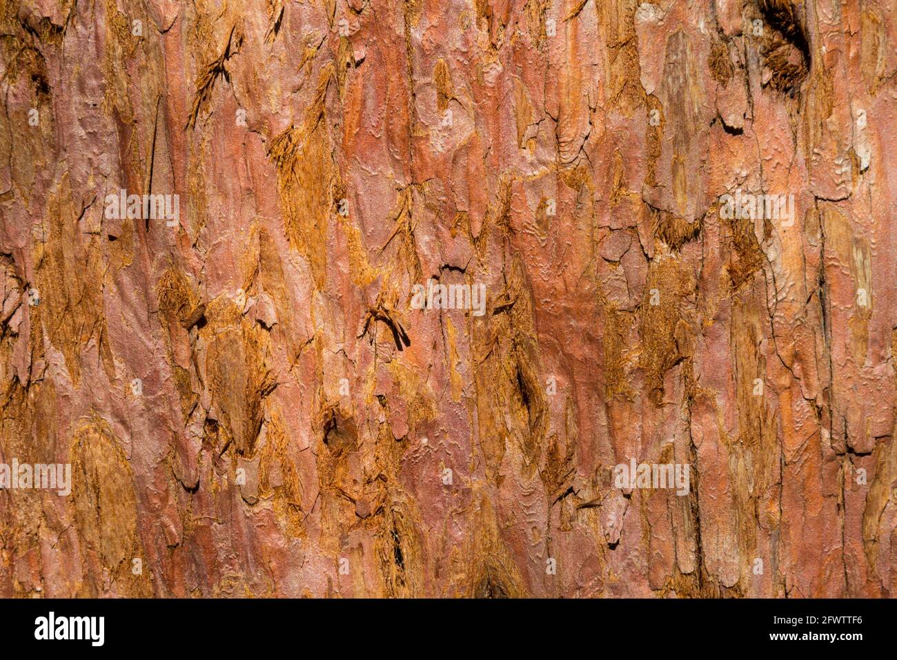 Gros plan de l'écorce de séquoia géant Sequoiadendron giganteum, Sopron, Hongrie Banque D'Images