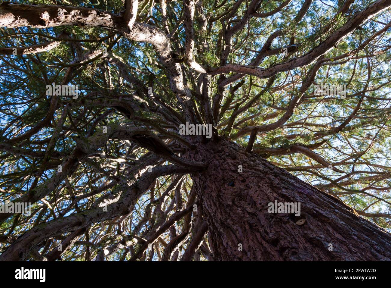 séquoia géant Sequoiadendron giganteum, 150 ans environ, à Erzsebet kert (parc Elisabeth), Sopron, Hongrie Banque D'Images