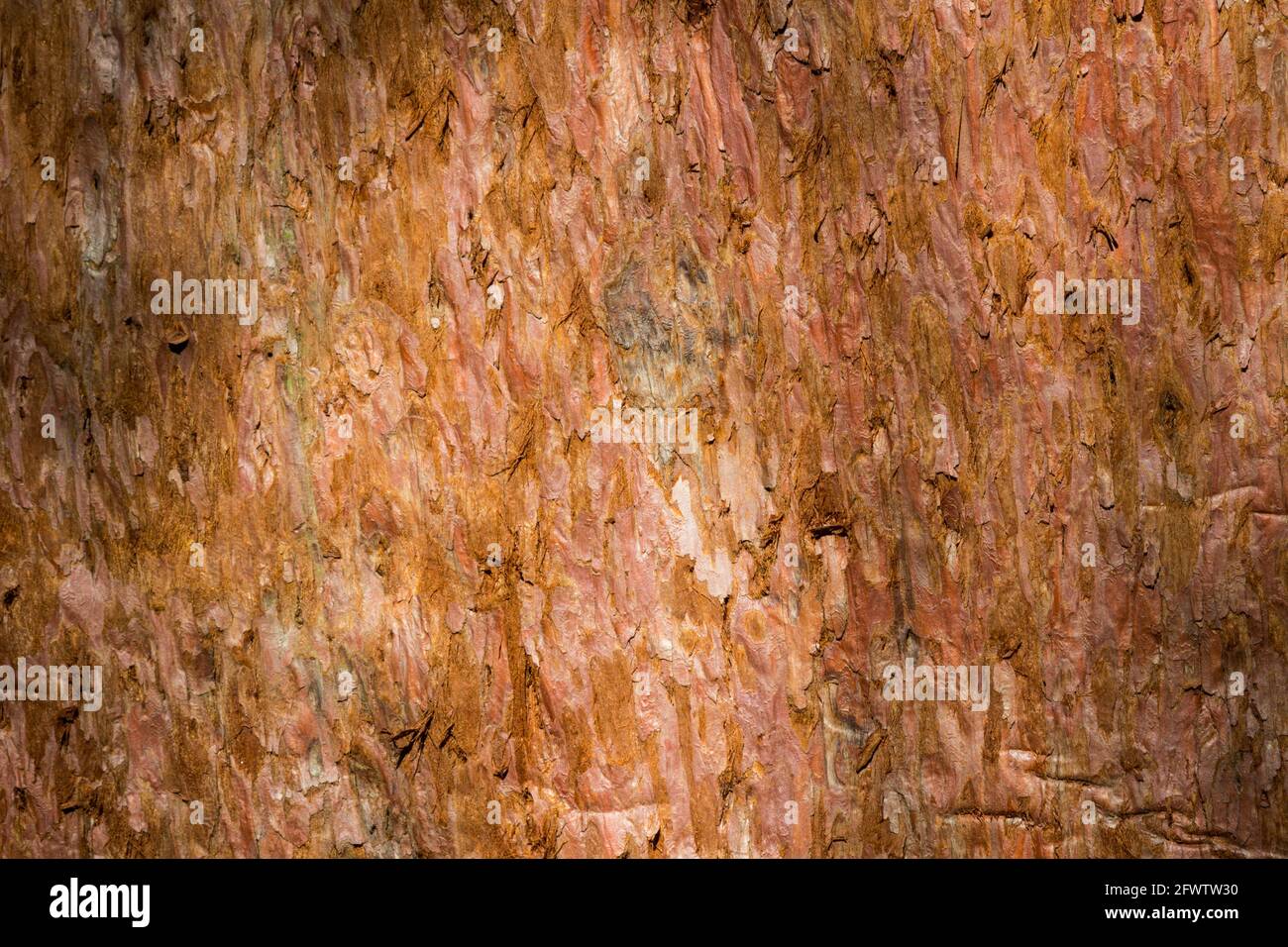 Gros plan de l'écorce de séquoia géant Sequoiadendron giganteum, Sopron, Hongrie Banque D'Images