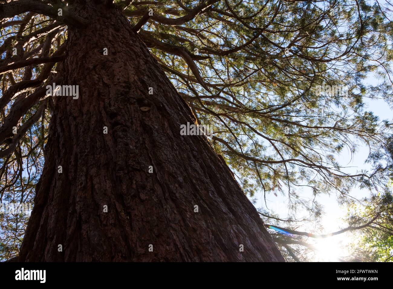 séquoia géant Sequoiadendron giganteum, 150 ans environ, à Erzsebet kert (parc Elisabeth), Sopron, Hongrie Banque D'Images
