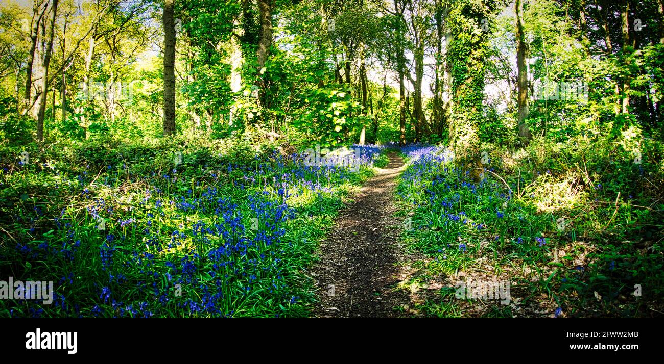 Bluebells et les forêts Bluebell de Willesley Wood sur la National Forest Way au cœur de l'Angleterre. Banque D'Images