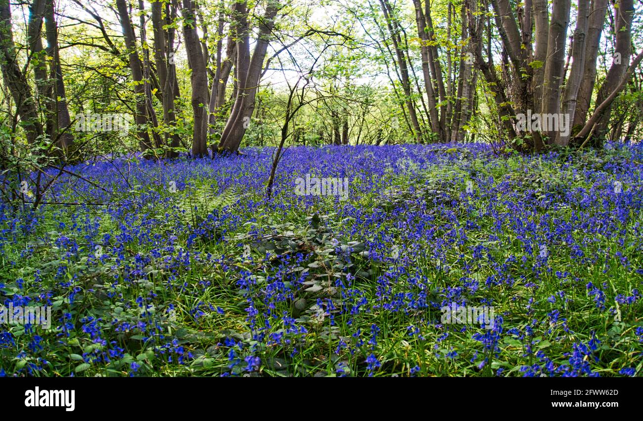 Bluebells et les forêts Bluebell de Willesley Wood sur la National Forest Way au cœur de l'Angleterre. Banque D'Images