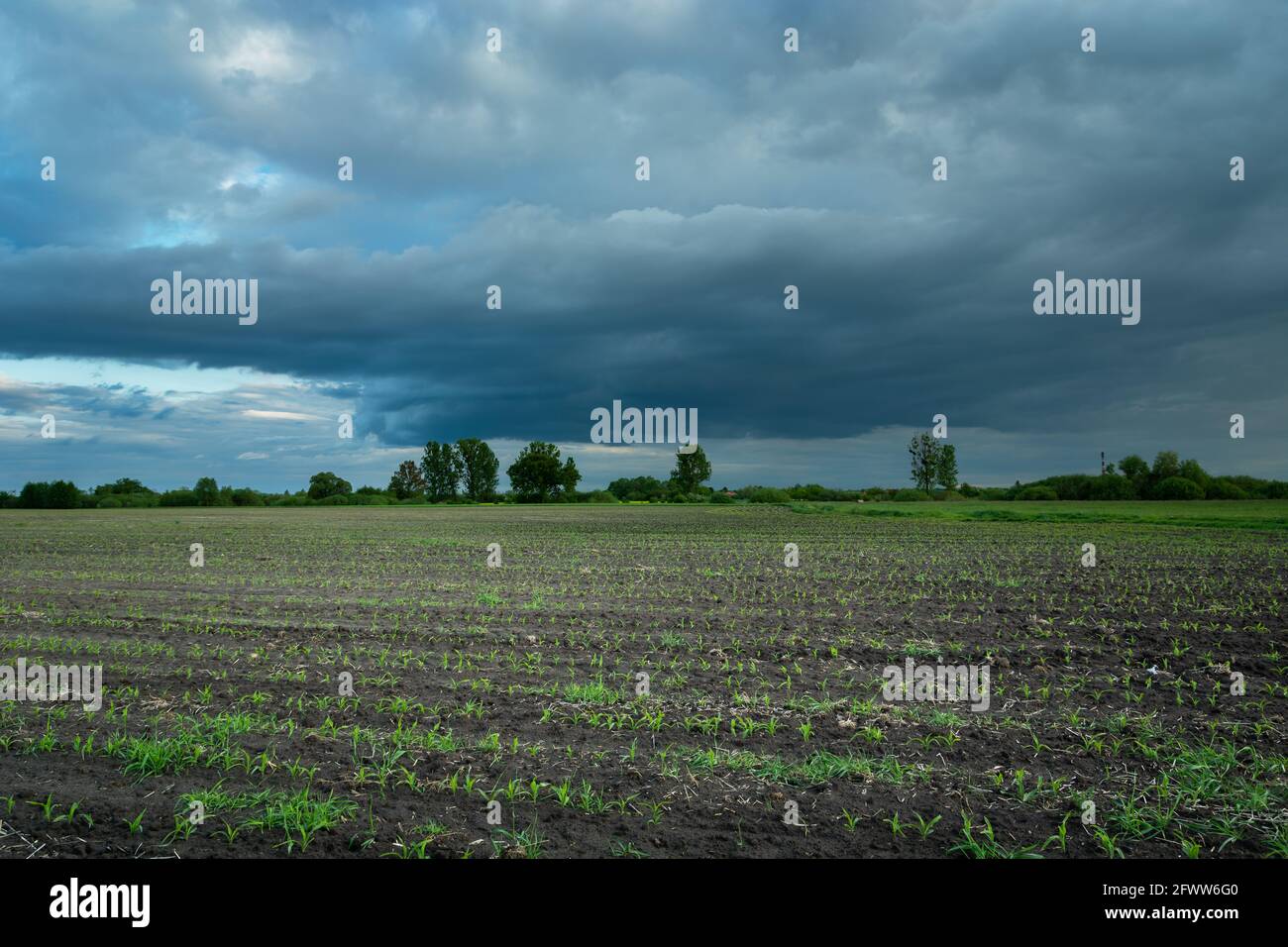 Jeune plante dans le champ et ciel nuageux, Nowiny, Lubelskie, Pologne Banque D'Images