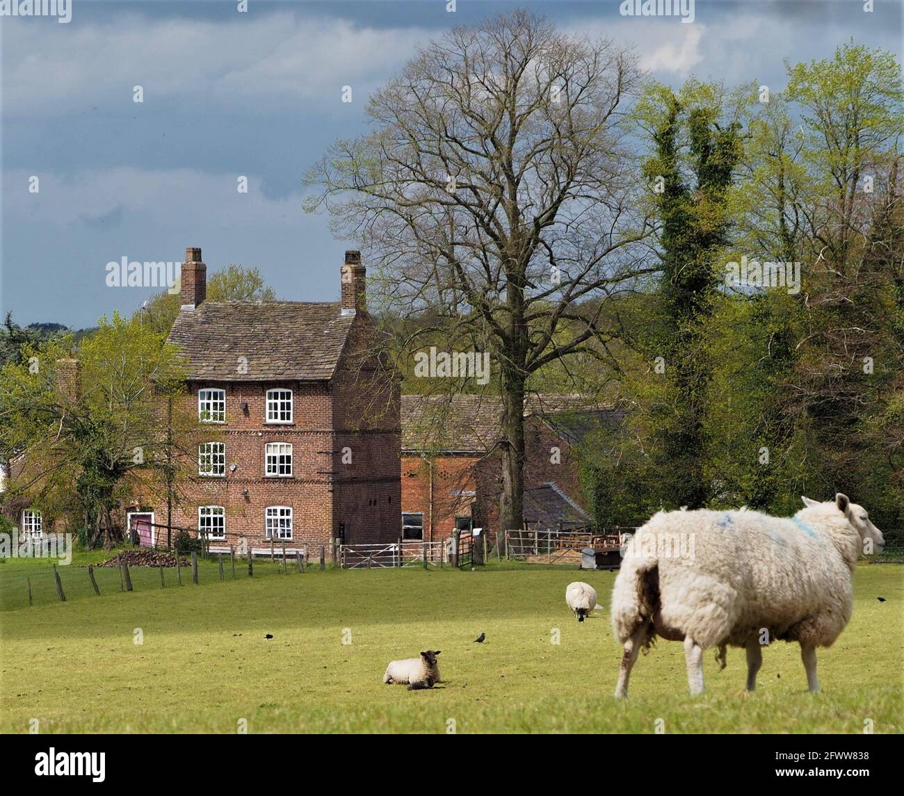 Harrington Arms, Gawsworth Village, Cheshire Banque D'Images