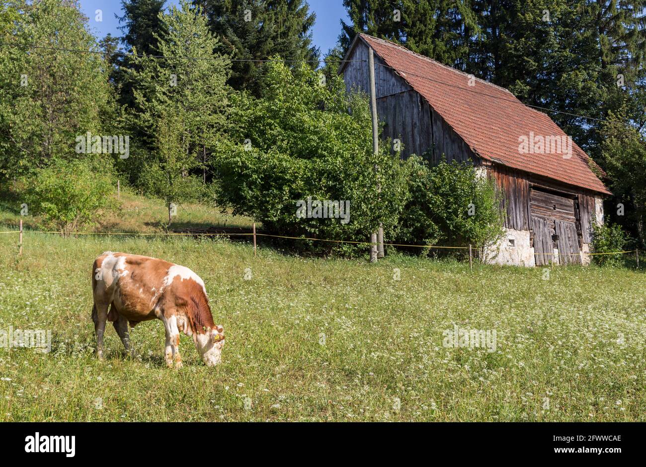 Pâturage de la vache dans le champ, Cernica, Slovénie Banque D'Images